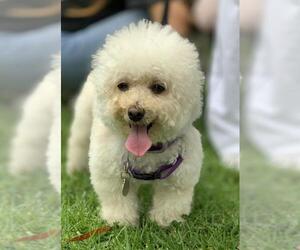 Poochon dogs for adoption near 