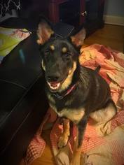 German Shepherd Dog Dogs for adoption in Aurora, OH, USA