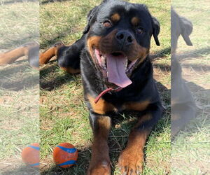 Rottweiler Dogs for adoption in Mooresville, NC, USA