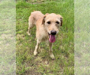 Irish Terrier-Unknown Mix Dogs for adoption in Brewster, NY, USA