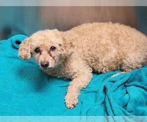 Poodle (Miniature) Dogs for adoption in Orange, CA, USA