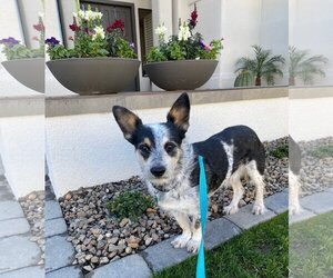 Pembroke Welsh Corgi-Unknown Mix Dogs for adoption in Phoenix, AZ, USA
