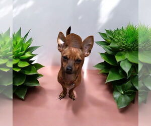 Chihuahua Dogs for adoption in Menifee, CA, USA