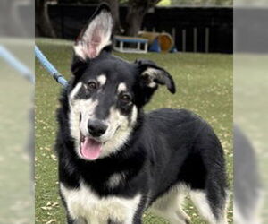 Siberian Husky Dogs for adoption in Salinas, CA, USA