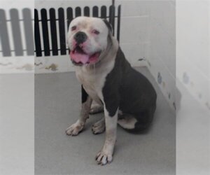 American Bulldog Dogs for adoption in San Bernardino, CA, USA