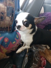 Chihuahua Dogs for adoption in Smithfield, PA, USA