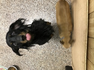 Dachshund Dogs for adoption in Holden, MO, USA