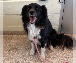 Border-Aussie Dogs for adoption in Pueblo, CO, USA