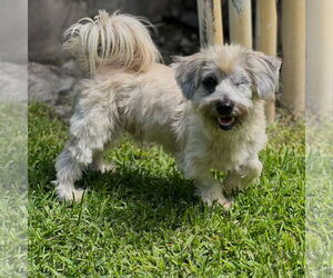 Dachshund-Unknown Mix Dogs for adoption in Weston, FL, USA