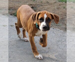 Boxer-Unknown Mix Dogs for adoption in Burnsville, MN, USA