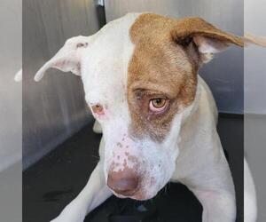 American Staffordshire Terrier-Unknown Mix Dogs for adoption in San Antonio, TX, USA