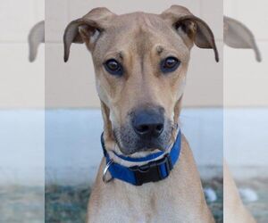 Greyhound Dogs for adoption in San Antonio, TX, USA