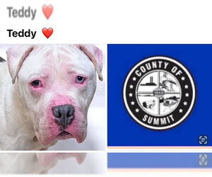 American Staffordshire Terrier-Unknown Mix Dogs for adoption in Akron, OH, USA