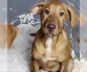 Vizsla Dogs for adoption in Austin, TX, USA
