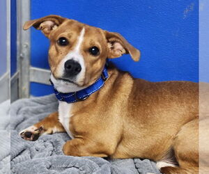 Mutt Dogs for adoption in Walnutport, PA, USA