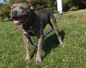 American Pit Bull Terrier Dogs for adoption in Orleans, VT, USA