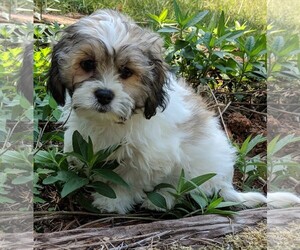 Zuchon Dogs for adoption in Cumming, GA, USA