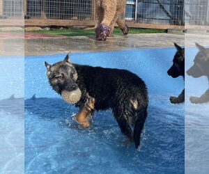 German Shepherd Dog Dogs for adoption in Leavenworth, KS, USA