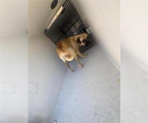 Labrador Retriever-Pug Mix Dogs for adoption in Houston, TX, USA