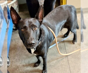 Labrador Retriever Dogs for adoption in Tavares, FL, USA