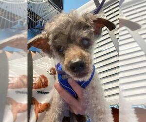 Poodle (Toy) Dogs for adoption in Ceres, VA, USA