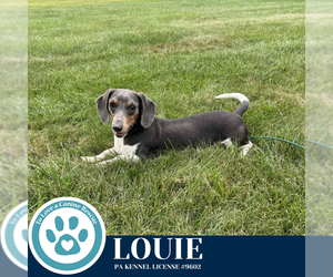 Dachshund Dogs for adoption in Kimberton, PA, USA