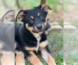 Mutt Dogs for adoption in Candler, NC, USA