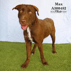 German Wirehaired Pointer Dogs for adoption in Conroe, TX, USA