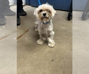 Shih Apso Dogs for adoption in Princeton, MN, USA