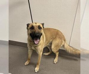 German Shepherd Dog Dogs for adoption in HESPERIA, CA, USA