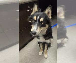 Border Collie-Unknown Mix Dogs for adoption in HESPERIA, CA, USA