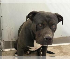 Mutt Dogs for adoption in San Bernardino, CA, USA