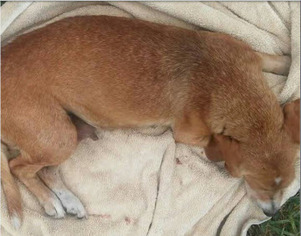 Basschshund Dogs for adoption in Houston, TX, USA