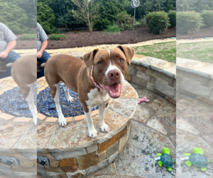 American Pit Bull Terrier-American Staffordshire Terrier Mix Dogs for adoption in Holly Springs, NC, USA
