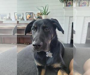 German Shepherd Dog-Unknown Mix Dogs for adoption in Holly Springs, NC, USA