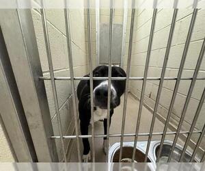 American Pit Bull Terrier Dogs for adoption in Decatur, IL, USA