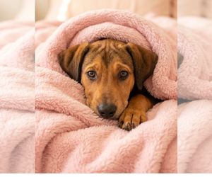 Golden Labrador Dogs for adoption in Mt. Laurel, NJ, USA