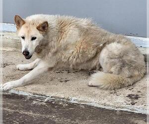 Siberian Husky-Unknown Mix Dogs for adoption in San Antonio, TX, USA