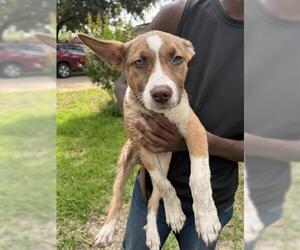 American Pit Bull Terrier-Unknown Mix Dogs for adoption in Houston, TX, USA