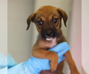 Labrador Retriever-Unknown Mix Dogs for adoption in San Antonio, TX, USA
