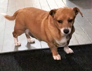 Chi-Corgi Dogs for adoption in Seattle, WA, USA