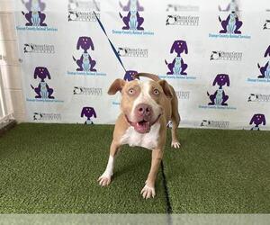 American Pit Bull Terrier Dogs for adoption in Orlando, FL, USA
