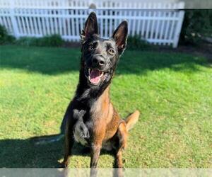 Mutt Dogs for adoption in San Clemente, CA, USA