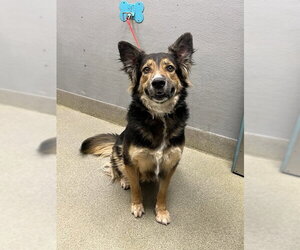 German Shepherd Dog-Unknown Mix Dogs for adoption in Las Vegas, NV, USA