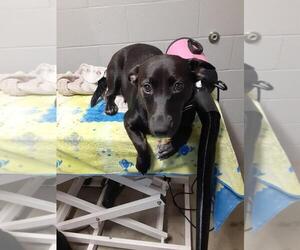 Labrador Retriever-Unknown Mix Dogs for adoption in Pierceton , IN, USA