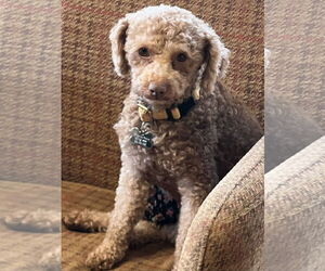 Poodle (Miniature) Dogs for adoption in Sioux Falls, SD, USA