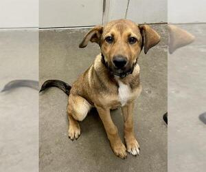 German Shepherd Dog-Unknown Mix Dogs for adoption in Rosenberg, TX, USA