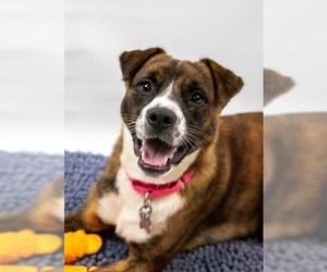 Boxador Dogs for adoption in Kennesaw, GA, USA