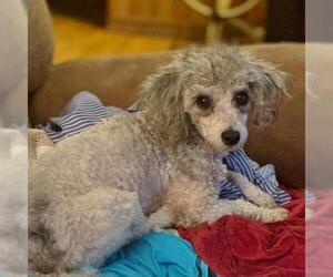 Poodle (Toy) Dogs for adoption in Helena, AL, USA