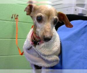 Chiweenie Dogs for adoption in Murfreesboro, TN, USA